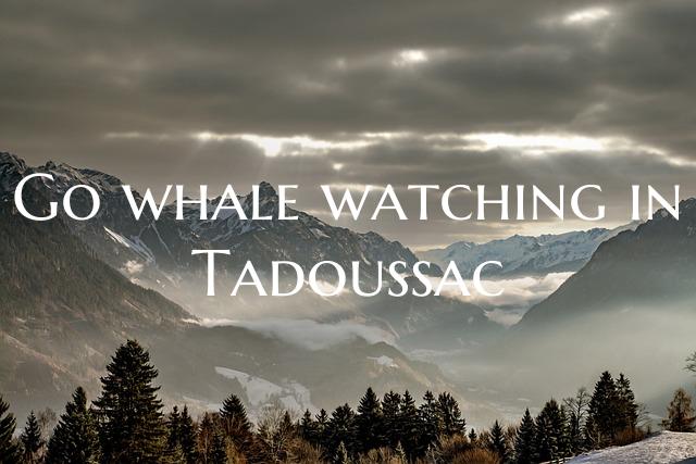 Go whale watching in Tadoussac